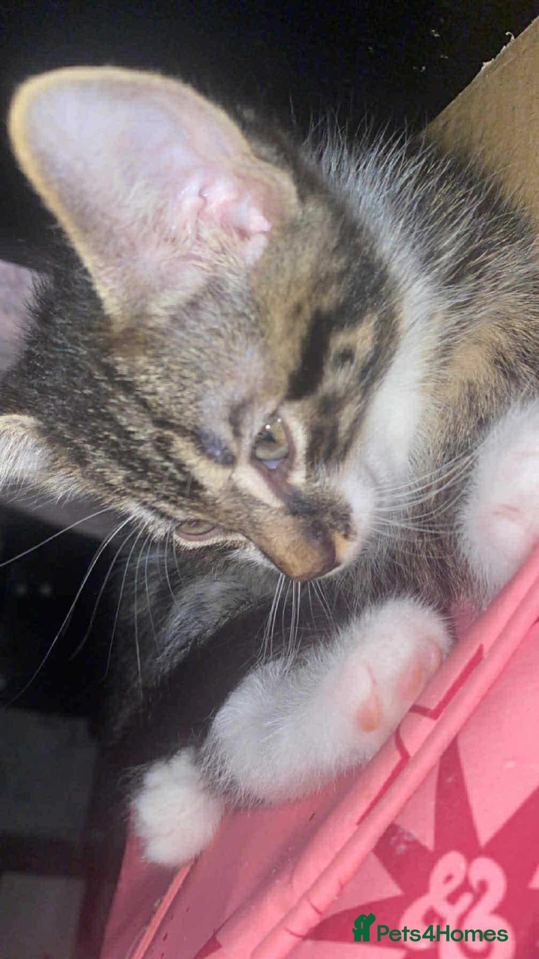 Mixed Breed cats for sale: 5 gorgeous bundles of fluff  forever home  - Image 4