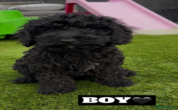 Cockapoo dogs - Advert 16