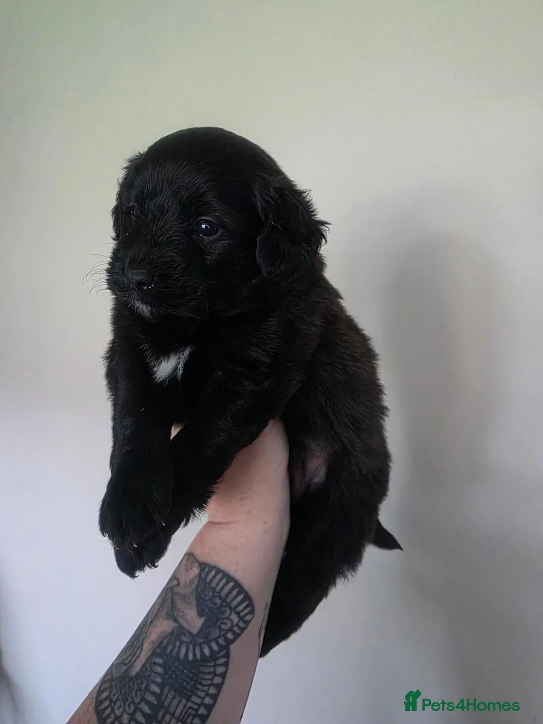 Pomapoo dogs for sale: Pomapoo puppies - Advert 27