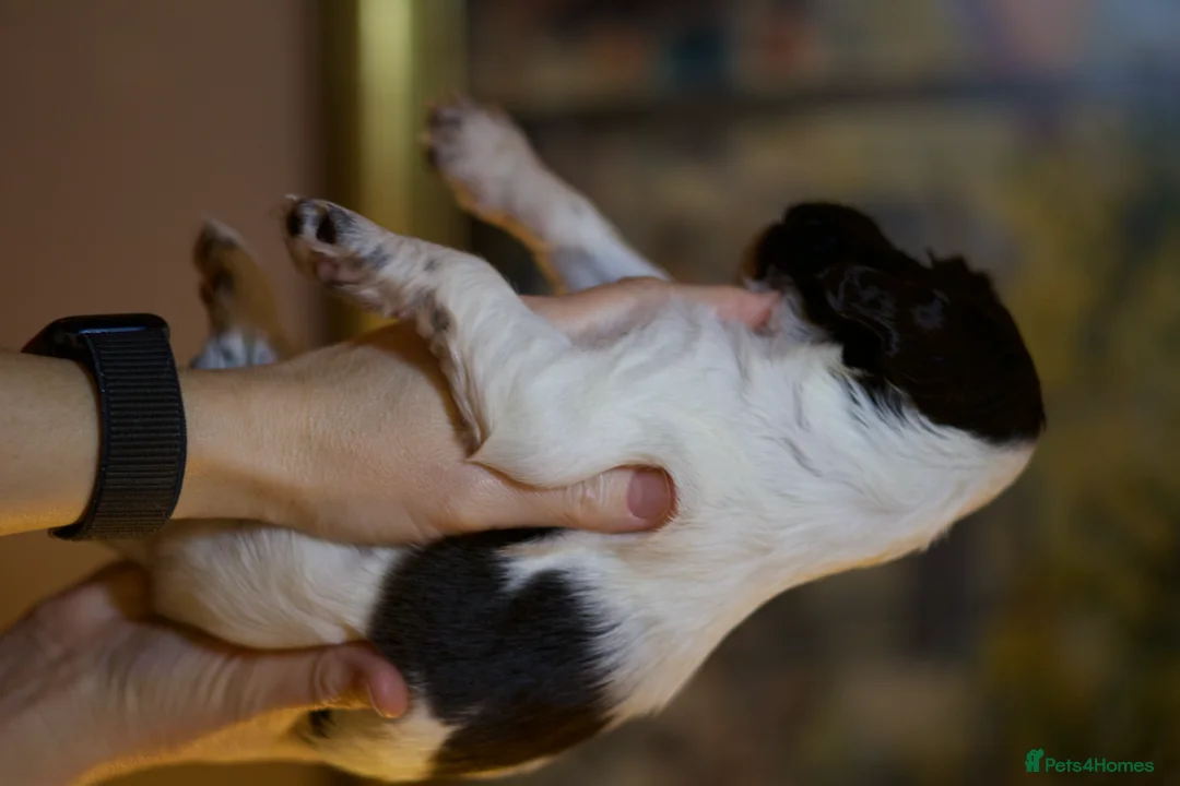 English Springer Spaniel dogs for sale: Stunning English Springer Spaniel Puppies - Advert 6