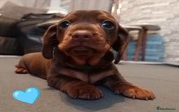 Miniature Dachshund dogs for sale: 2 Beautiful Mini Dachshunds Boys🩵💚 - Image 8