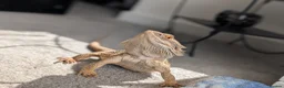 Dragon reptiles for sale: Bearded Dragon with full setup  in Cramlington - Advert 3