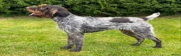 German Wirehaired Pointer dogs for stud: MILVUSTREE MARITIMUS AT HUNTSTAFF at stud  in Tenbury Wells - Advert 3