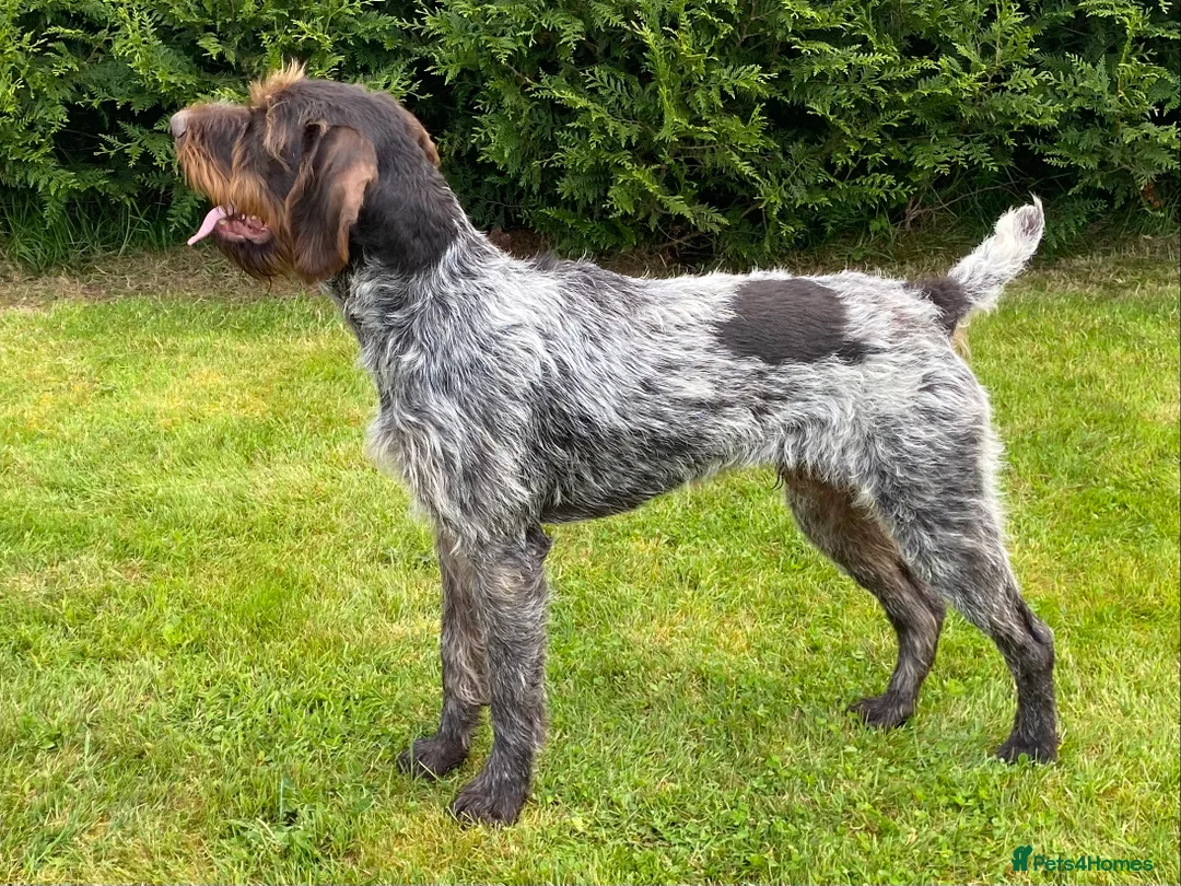 German Wirehaired Pointer dogs for stud: MILVUSTREE MARITIMUS AT HUNTSTAFF at stud  in Tenbury Wells - Advert 3