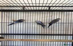 Budgerigars birds for sale: Adult budgies in Whitstable - Image 6