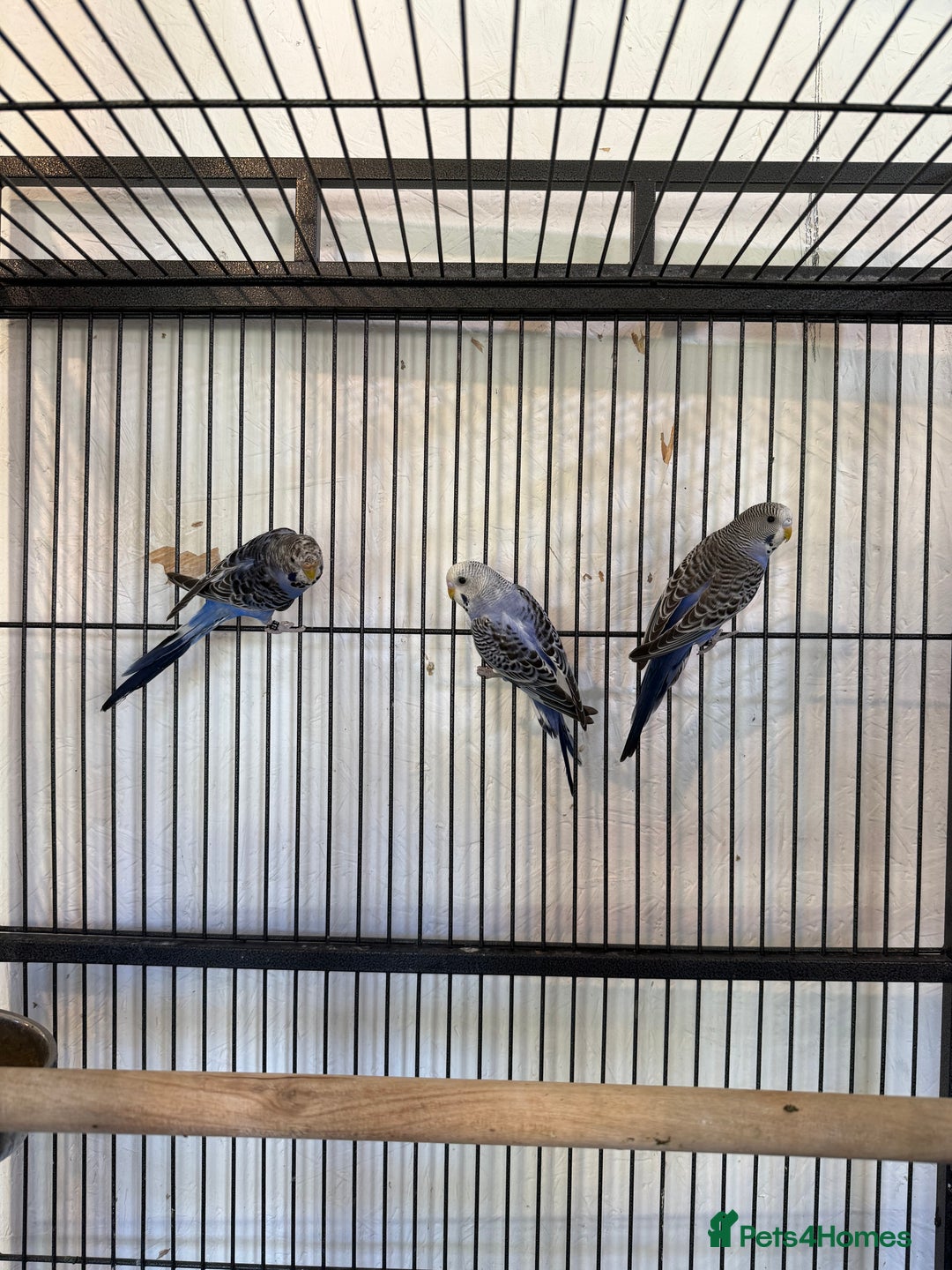 Budgerigars birds for sale: Adult budgies in Whitstable - Image 6