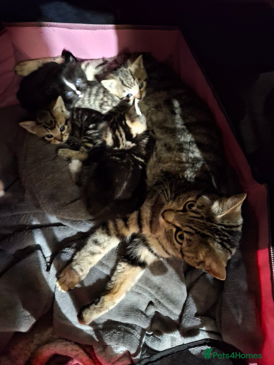 British Shorthair cats for sale: Kittens - Advert 2