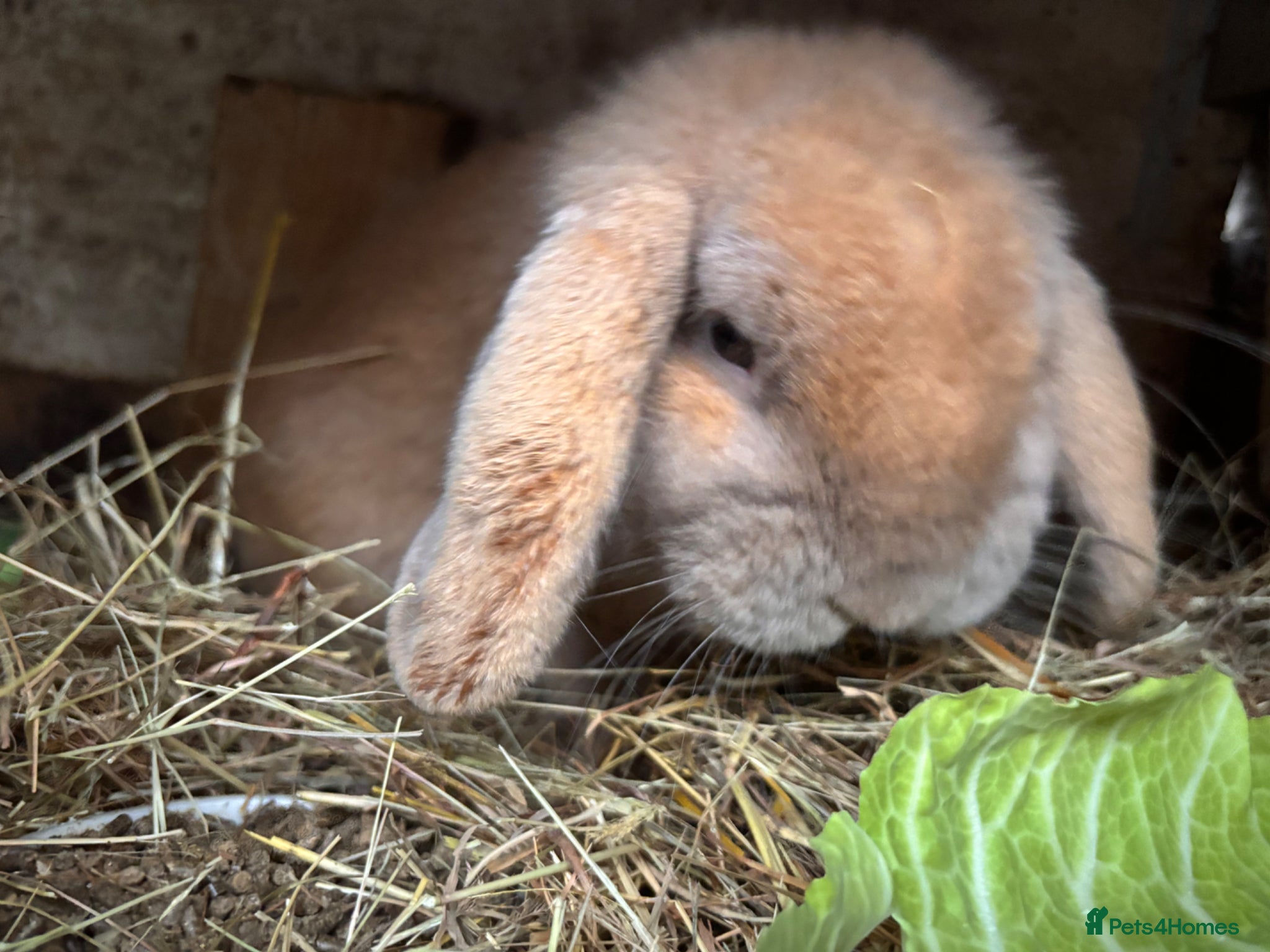 Mini Lop rabbits Friendly male minilop - Advert 2
