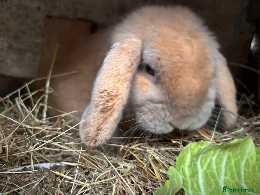 Mini Lop rabbits for sale: Friendly male minilop - Advert 1