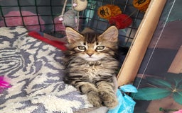 Maine Coon cats for sale: Maine Coon kittens ready soon CF81  - Image 6