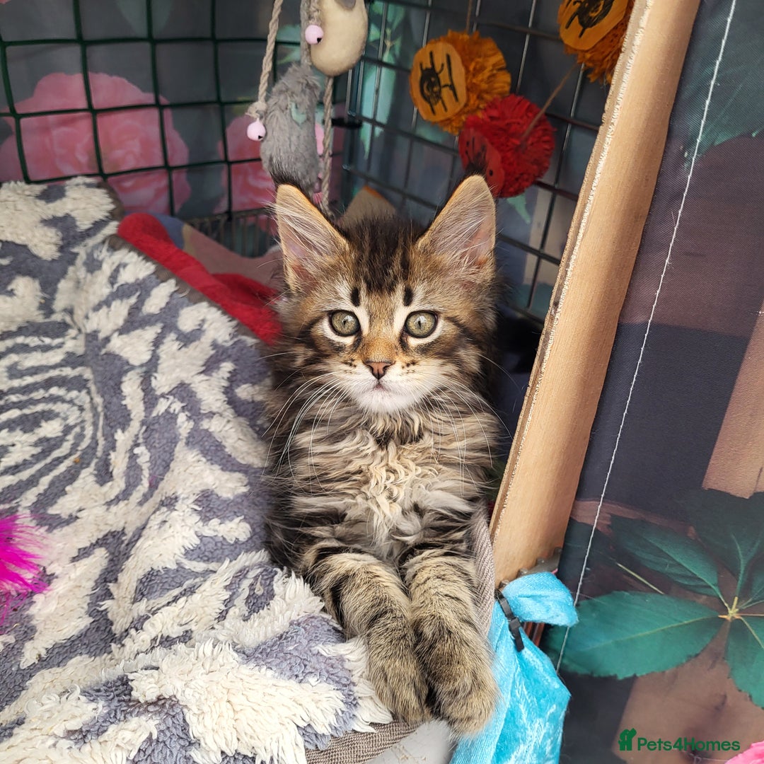 Maine Coon cats for sale: Maine Coon kittens ready soon CF81  - Image 6