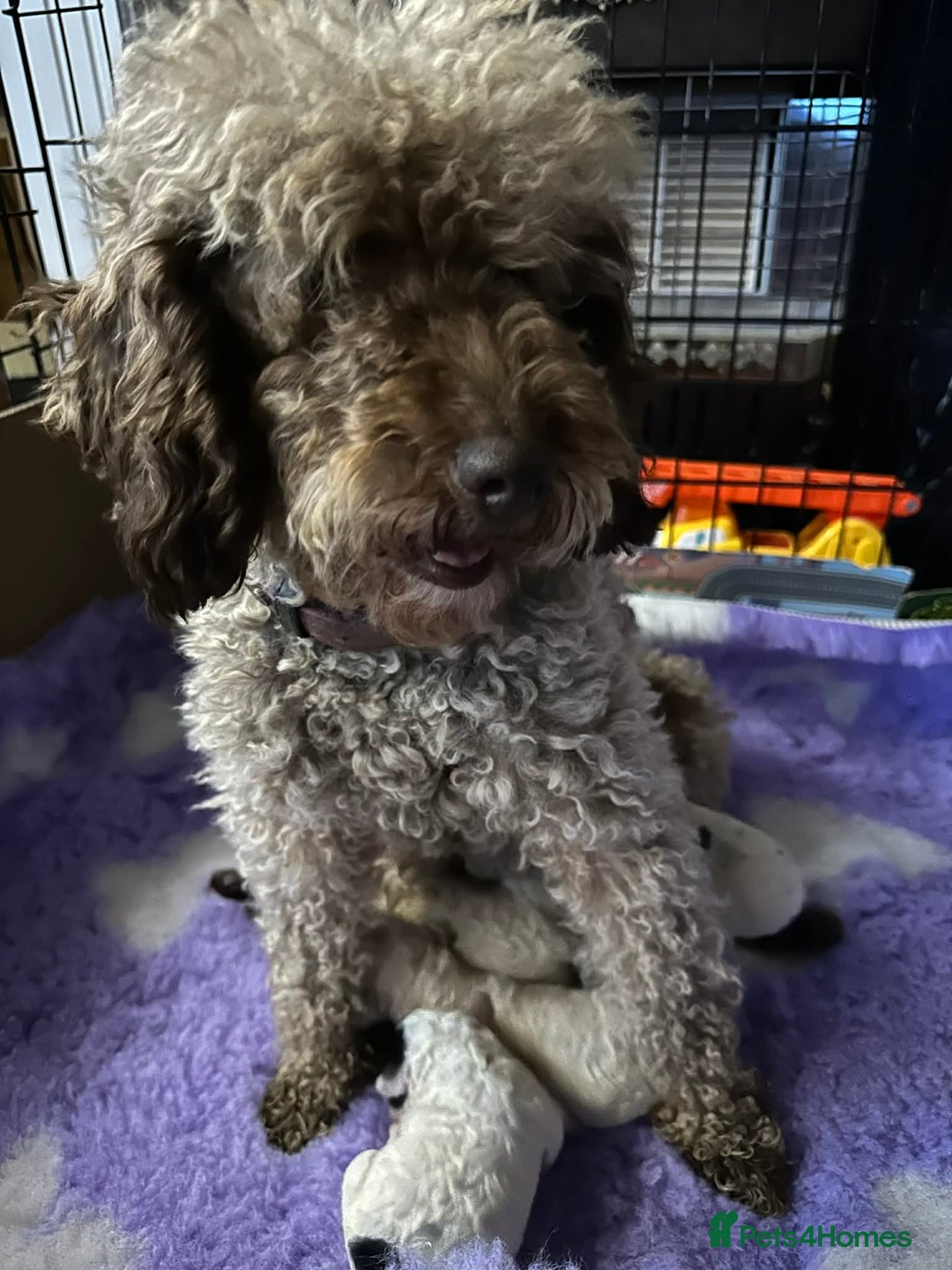 Cavapoo dogs for sale: F1b cavapoo pups extensively health tested - Advert 9