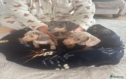 Miniature Dachshund dogs for sale: dapple dachshund puppies available  - Image 2