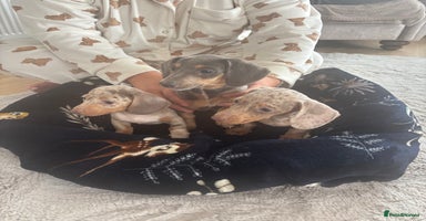 Miniature Dachshund dogs - Advert 13