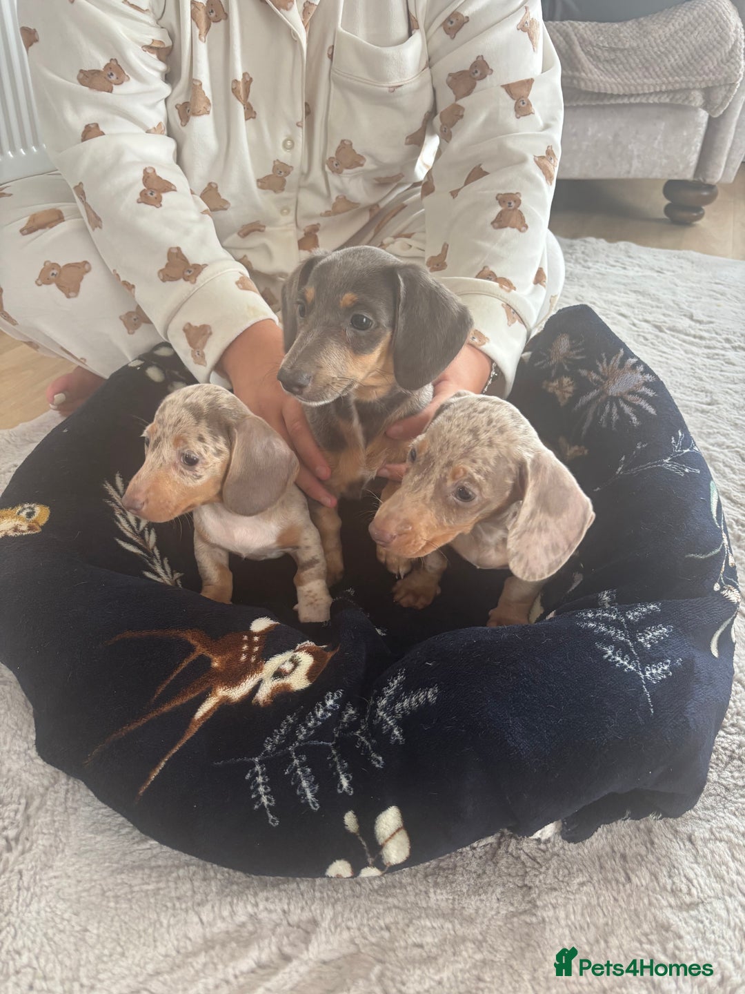 Miniature Dachshund dogs for sale: dapple dachshund puppies available  - Image 2