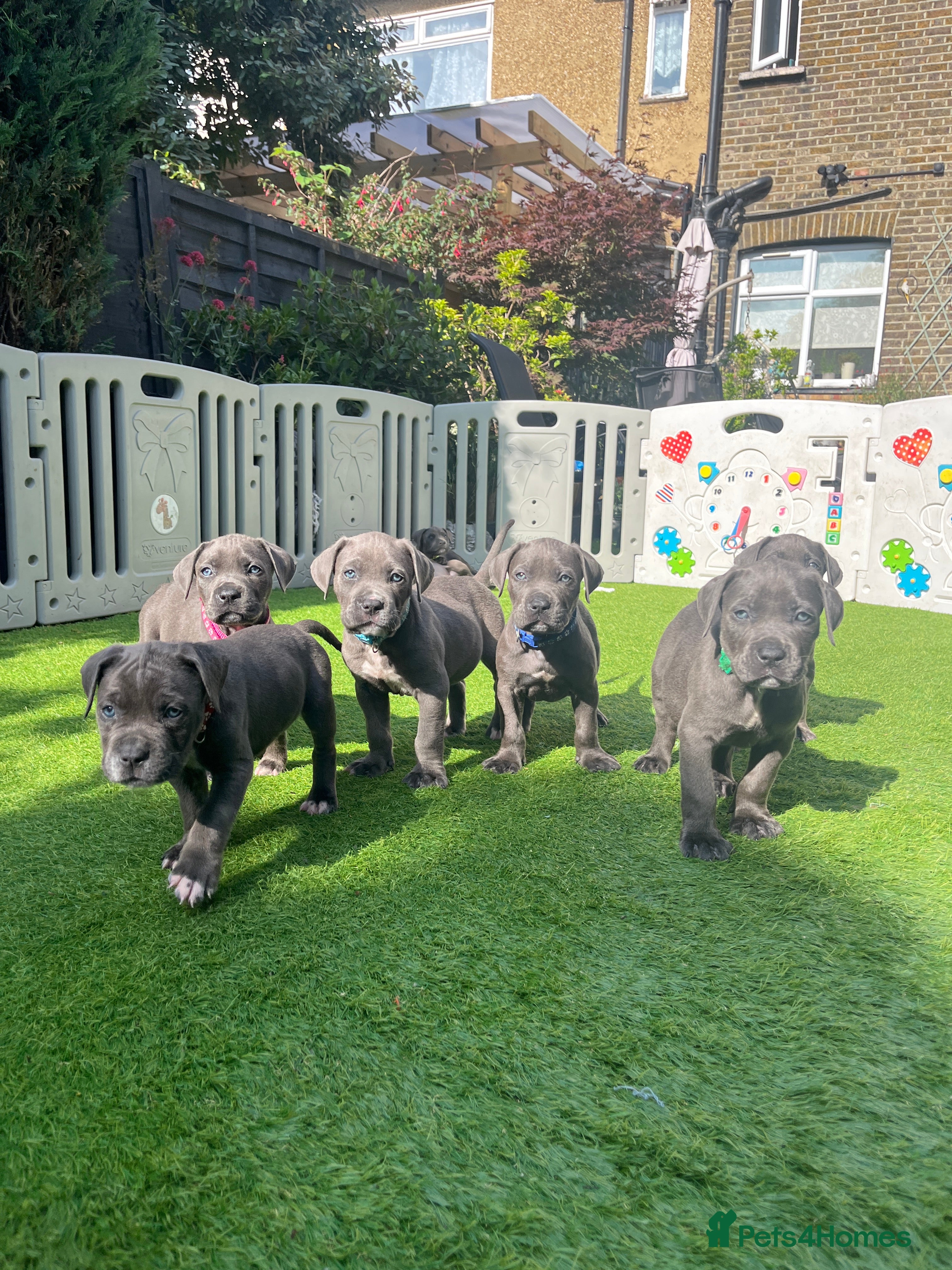 Mixed Breed dogs CANE CORSO / MIX puppy’s  - Advert 6