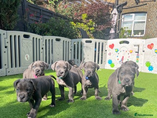 Mixed Breed dogs CANE CORSO / MIX puppy’s - Advert 1