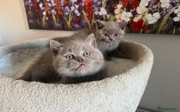 British Shorthair cats for sale: GCCF Champion sired BSH kittens - Image 4