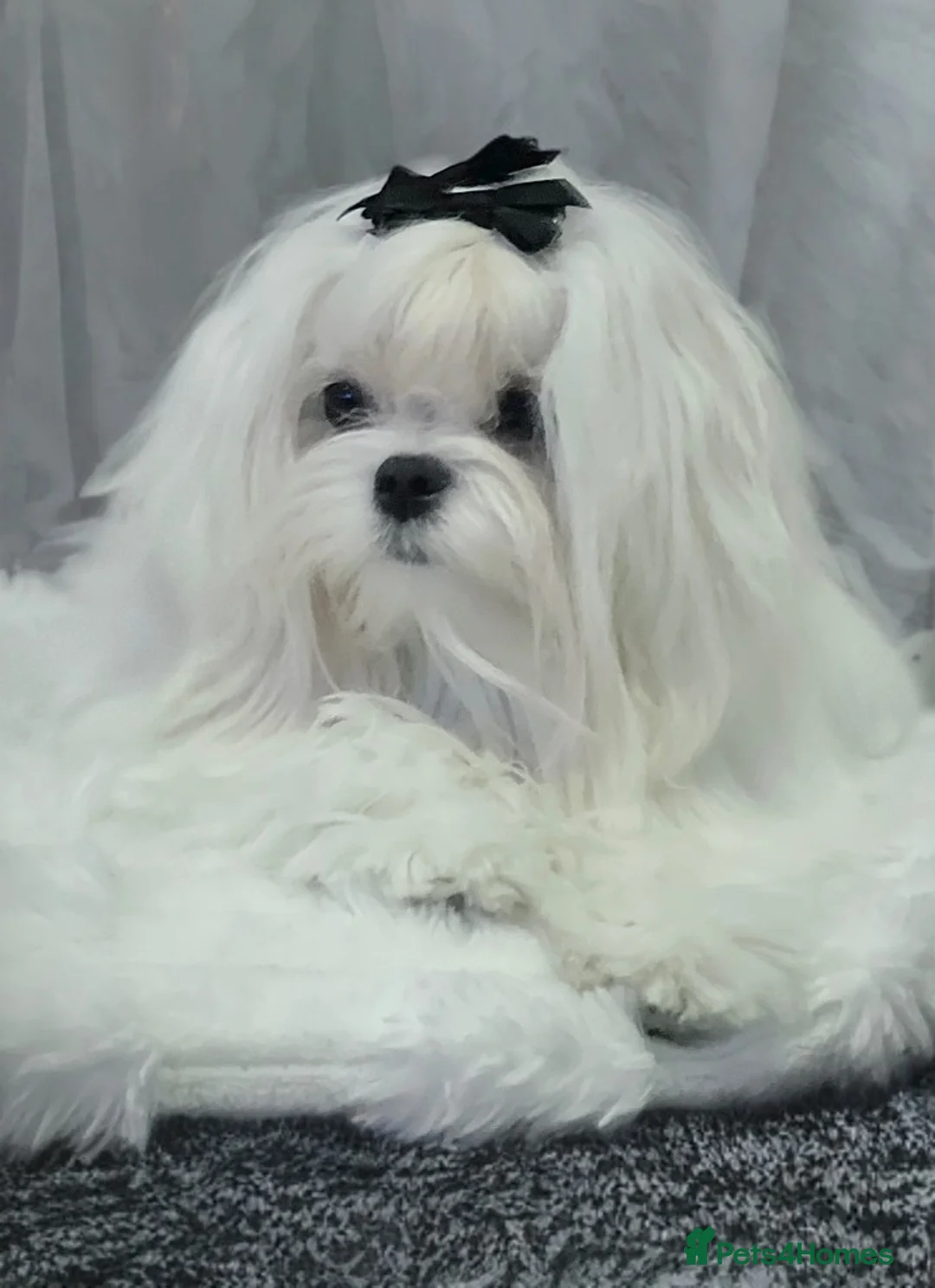 Maltese dogs for sale: Pure Korean Maltese puppies  - Advert 13