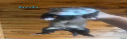 Ferret rodents for sale: 1 Jill and 1 hob kit ready to go now! - Advert 1