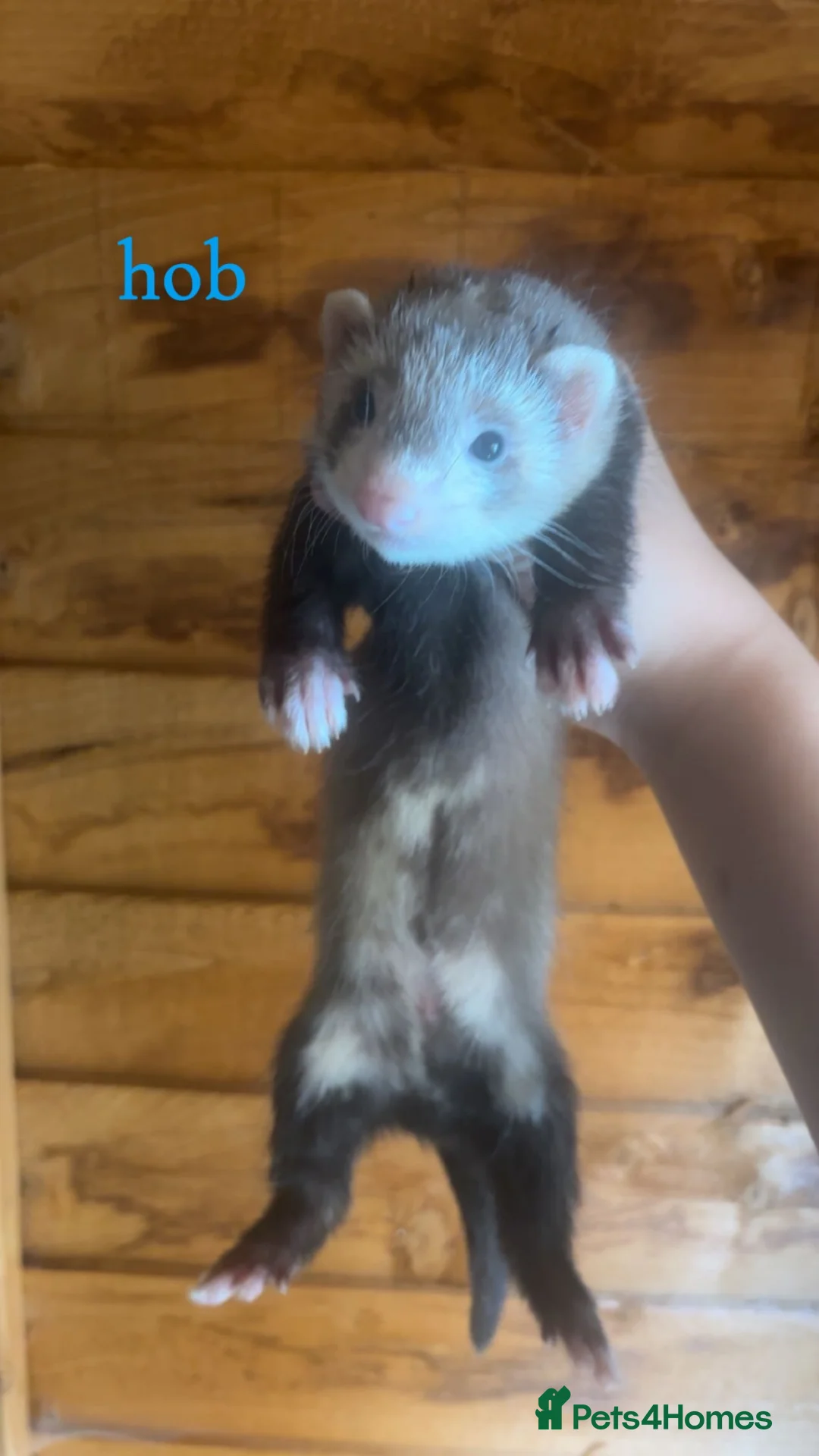 Ferret rodents for sale: 1 Jill and 1 hob kit ready to go now! - Advert 1