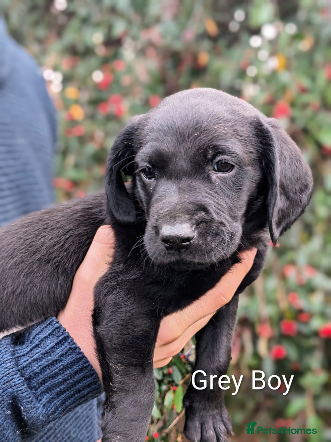 Springador dogs for sale: Springador puppies for sale - Advert 4