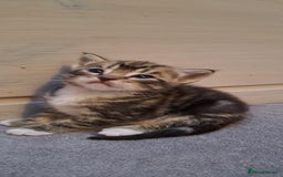 Bengal cats for sale: 4 Cute Tabby Kittens  - Image 4