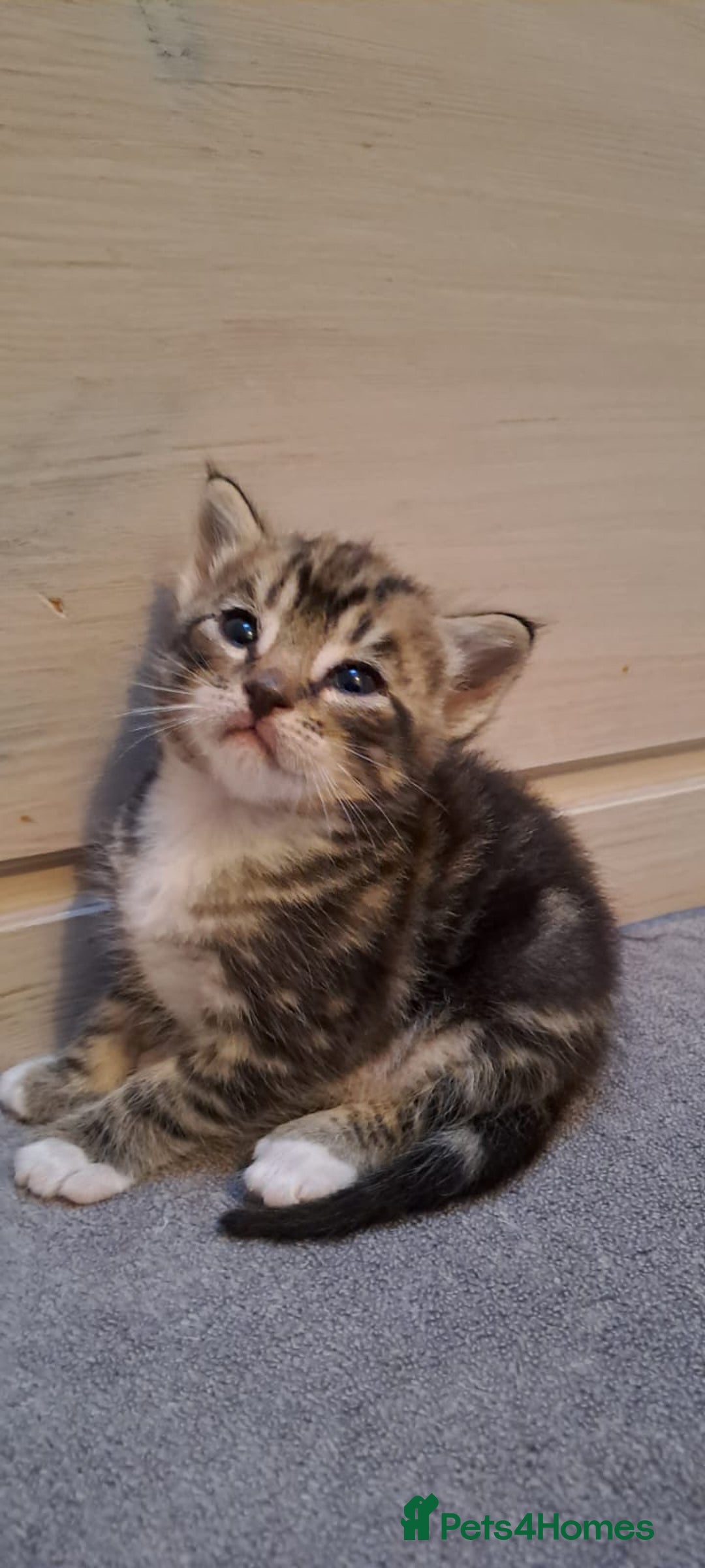 Bengal cats for sale: 4 Cute Tabby Kittens  - Image 4