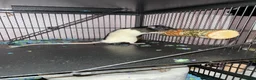Rat rodents for sale: Rats for sale in Dalkeith - Advert 3