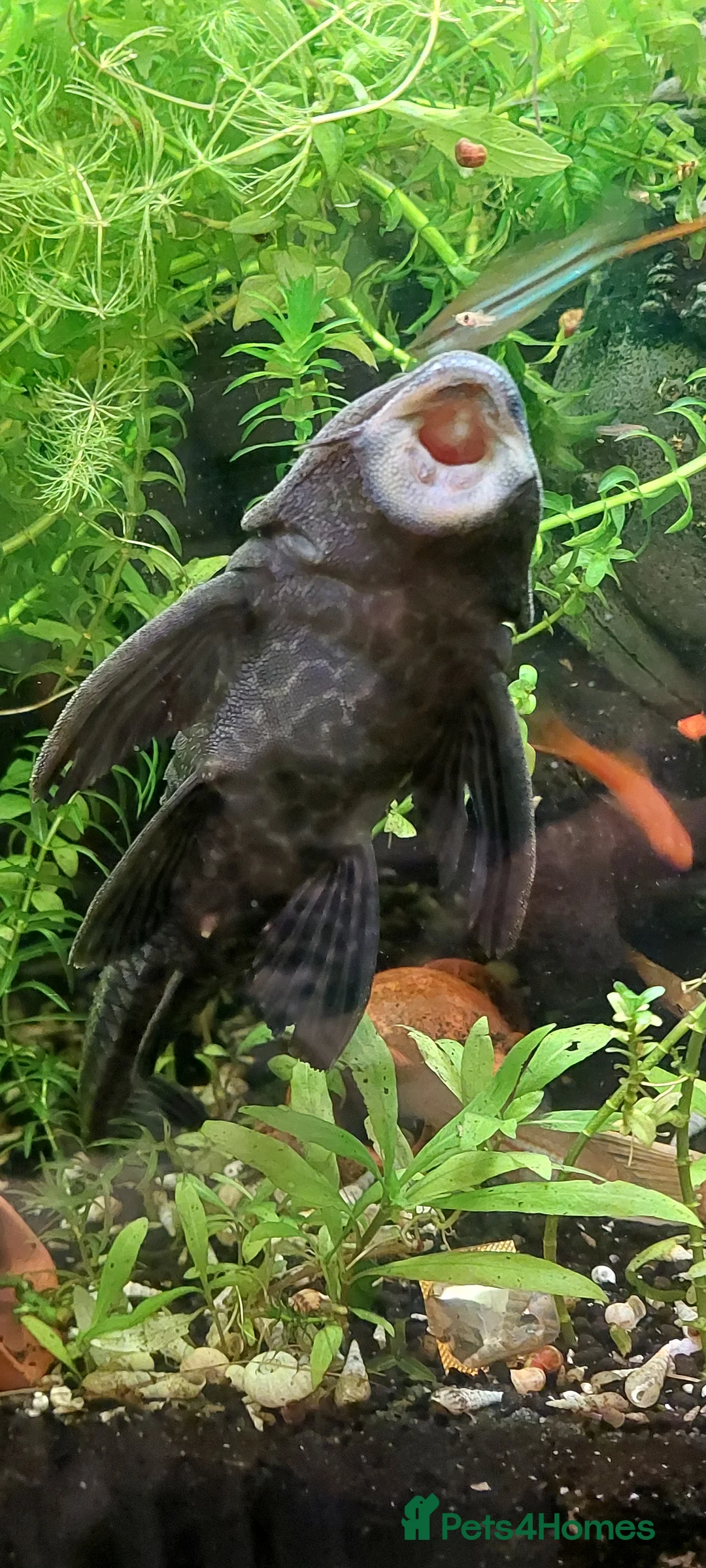 Other/Mixed Breed fish for sale: 10-year established jungle tank due t  in Hove - Advert 10