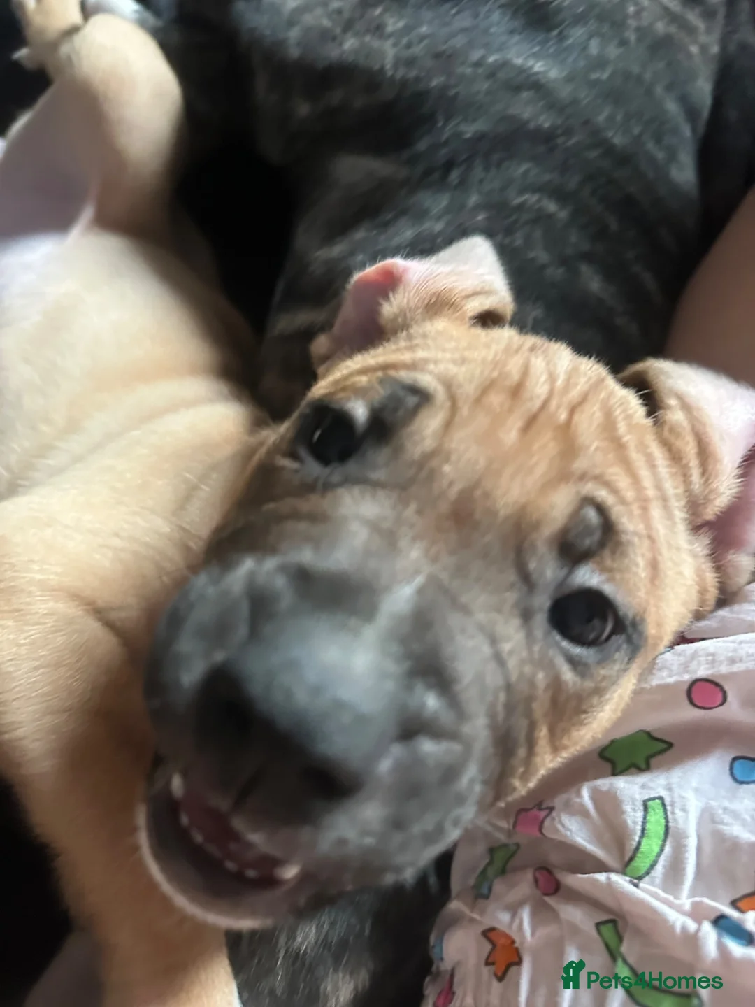 Mixed Breed dogs for sale: 2 beautiful girls left  - Advert 2