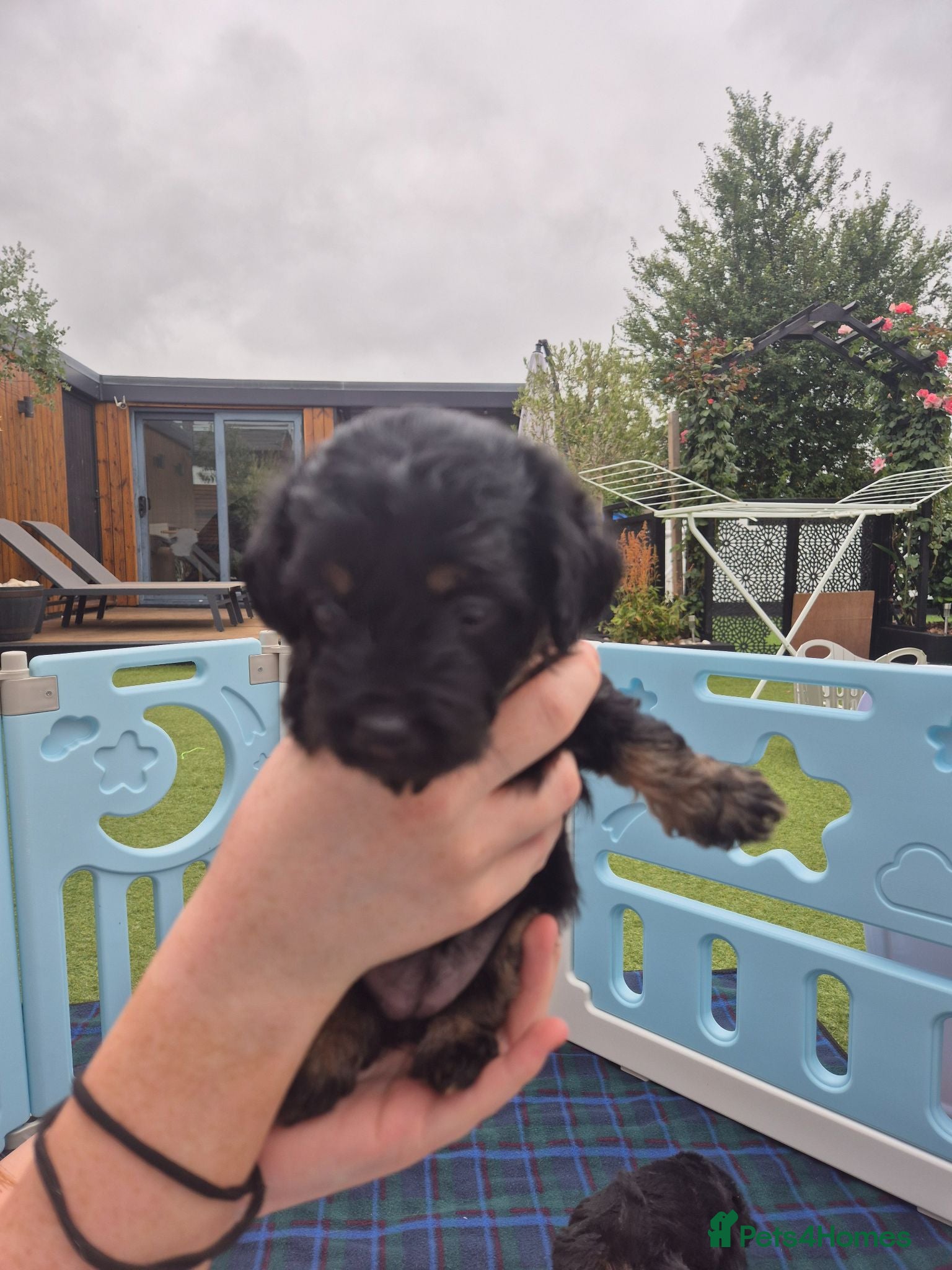 Yorkiepoo dogs Yorkiepoo Puppies - Advert 6
