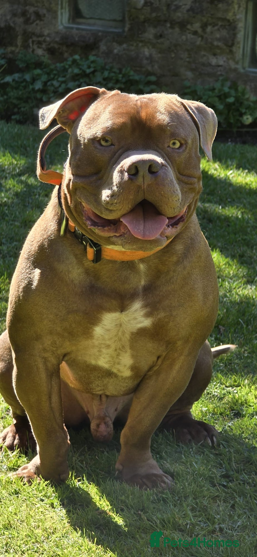 American Bully dogs for sale: Po the Pocket Bully in Buckingham - Image 1
