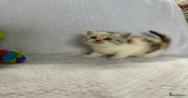 British Shorthair cats - Advert 9