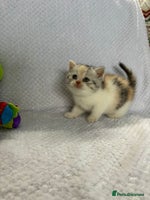 British Shorthair cats - Advert 8