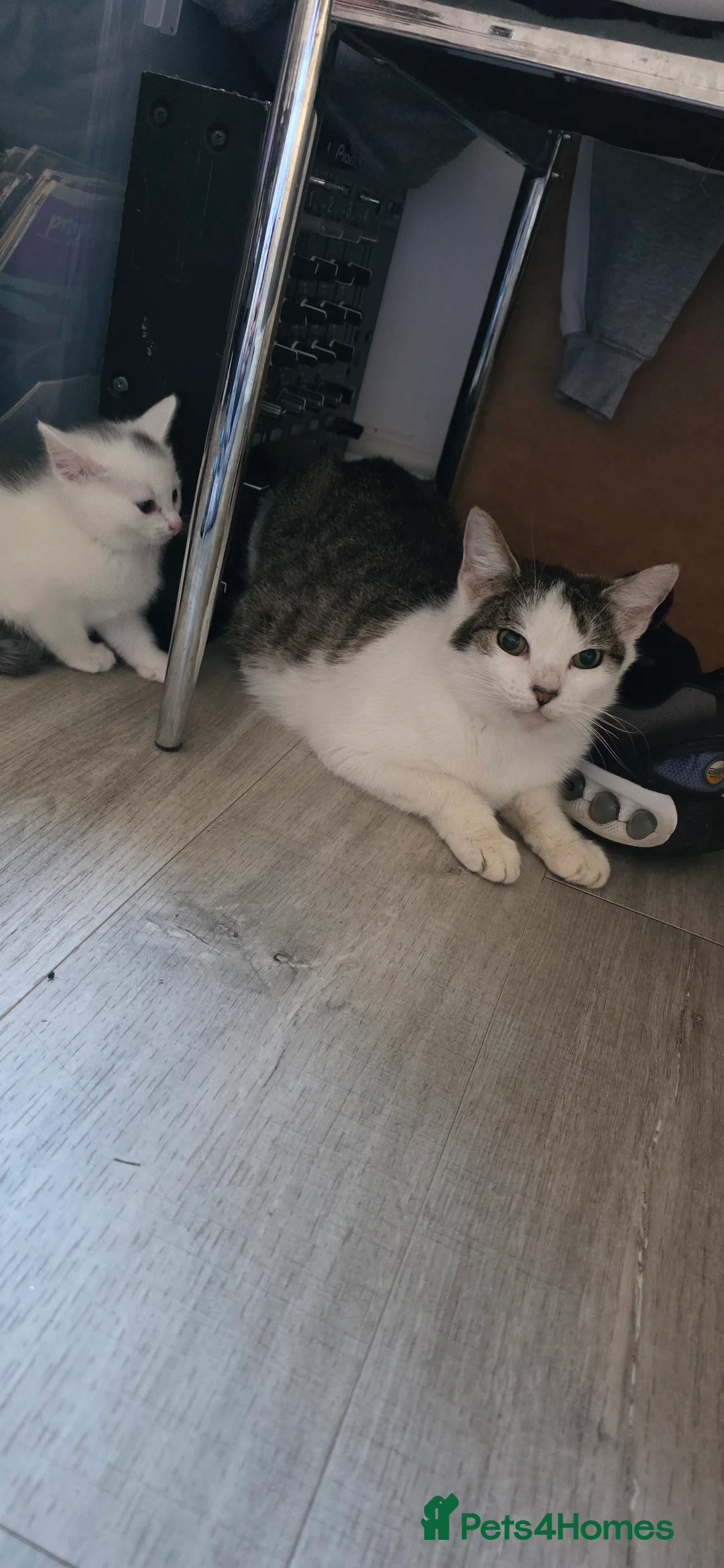 Domestic Shorthair cats for sale: 5 beautiful fluffy kittens in Hamilton - Advert 2