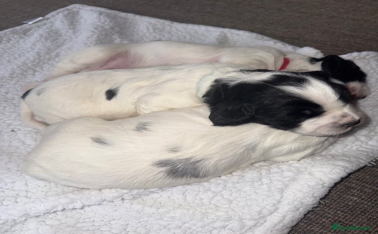 Sprocker dogs - Advert 3