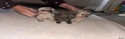 Pomeranian dogs for sale: Pom puppies  - Advert 9