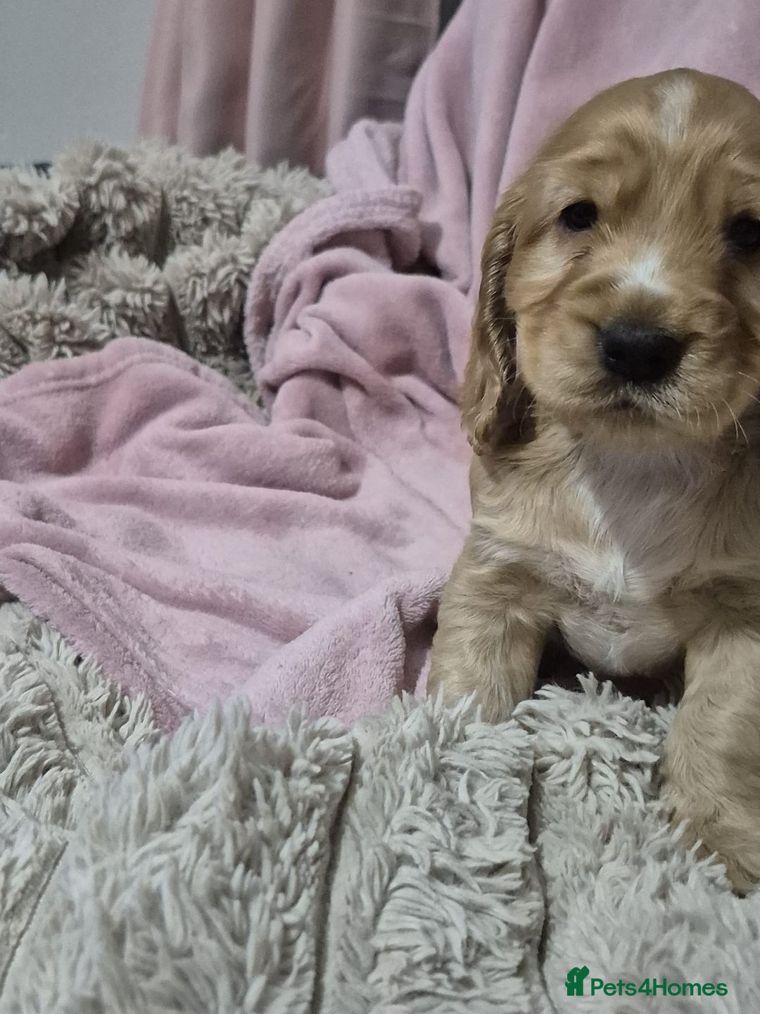 Cocker Spaniel dogs for sale: Health Tested Cocker spaniel puppies  - Advert 5