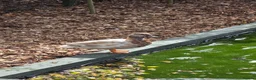 Ducks poultry for sale: Piar of call ducks.  - Advert 3