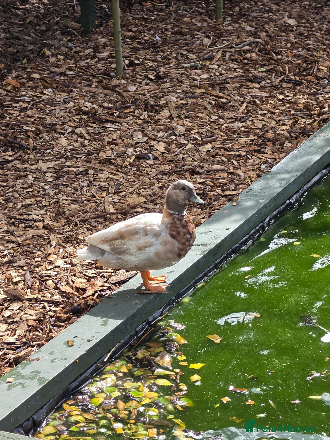 Ducks poultry for sale: Piar of call ducks.  - Advert 3