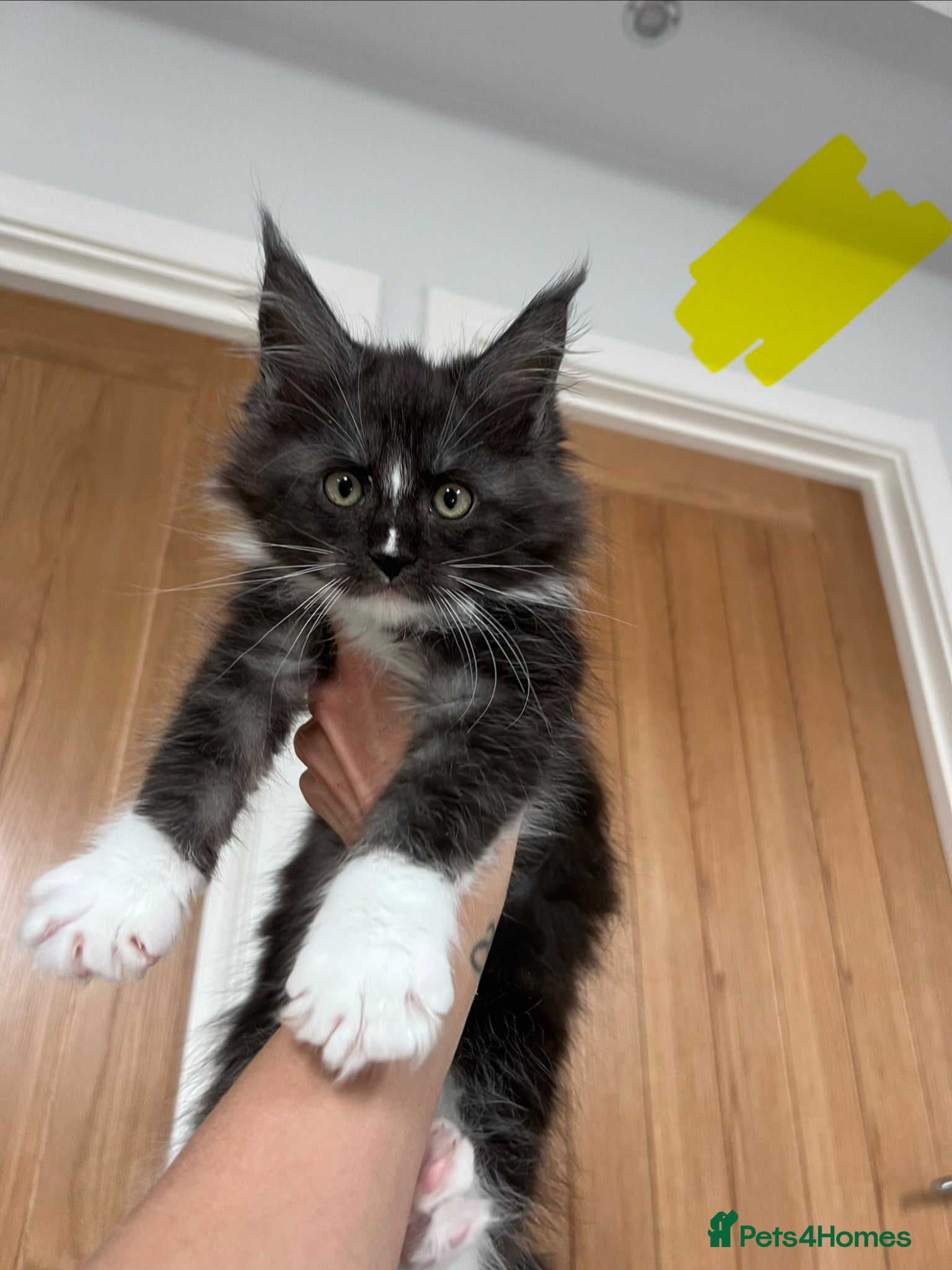 Maine Coon cats 9 kittens reduced 🐱 Ready to leave now  - Advert 2