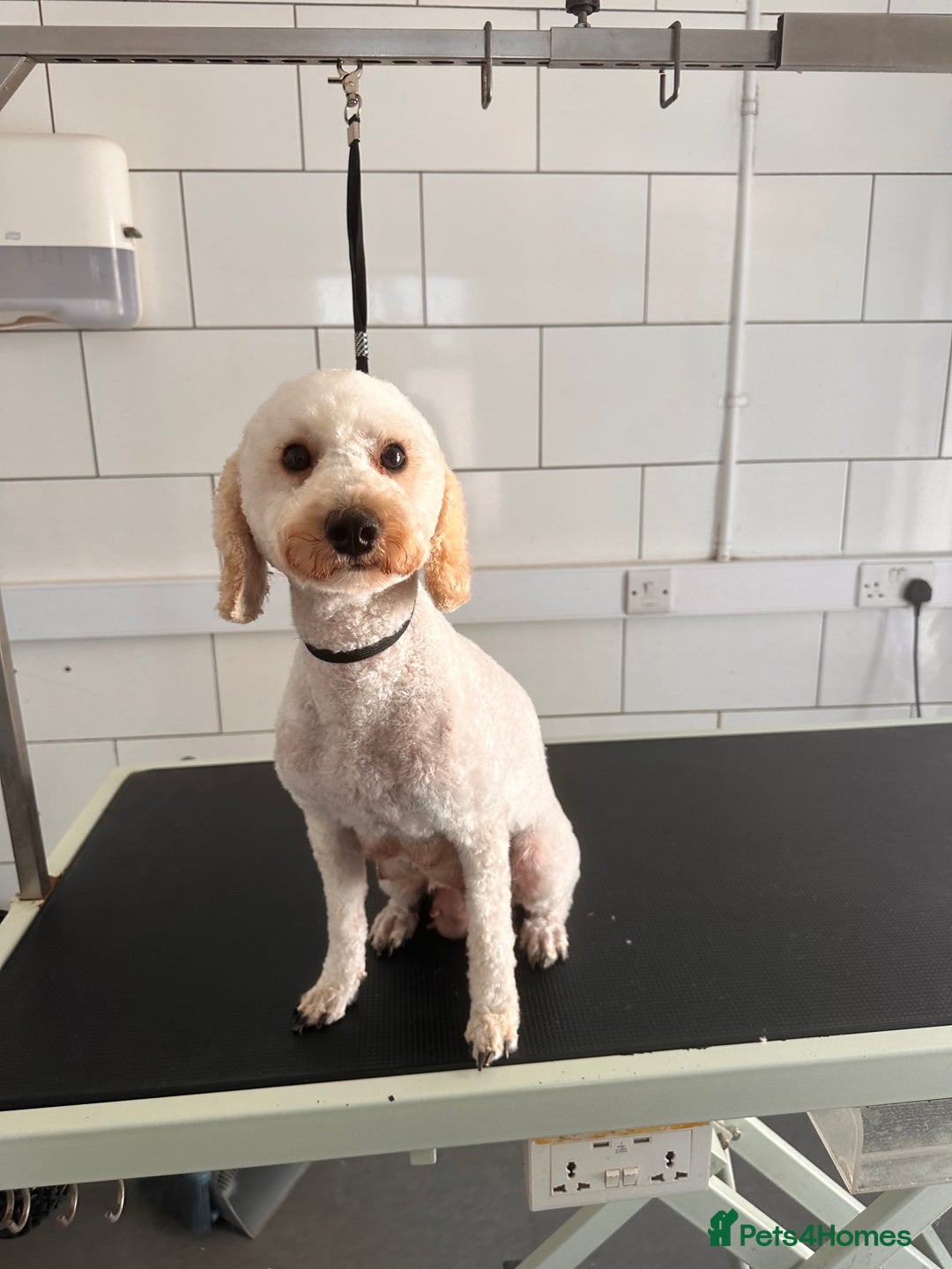 Cavapoo dogs for sale: Outstanding F1 Apricot Cavapoo puppies  - Image 33