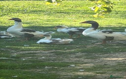 Geese poultry for sale: Baby Geese (8 available) - Image 5