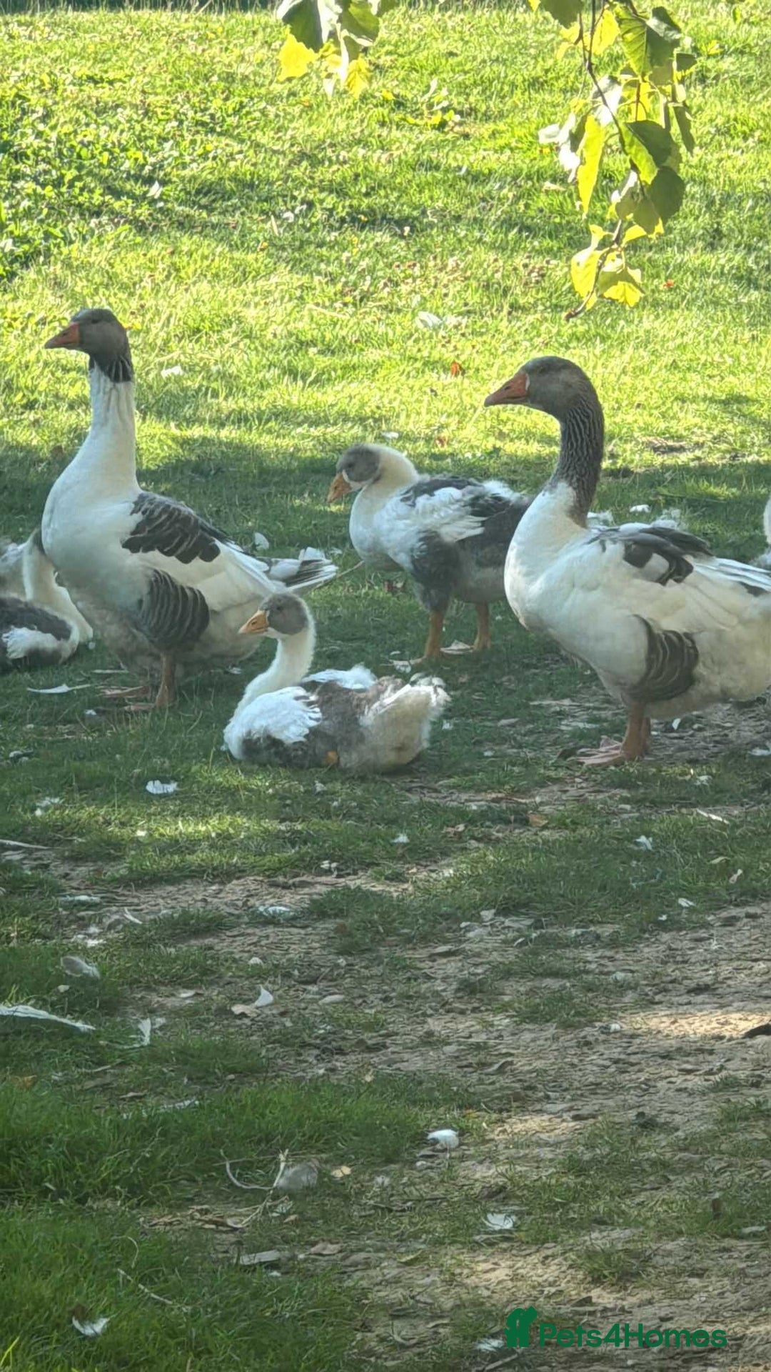 Geese poultry for sale: Baby Geese (8 available) - Image 5