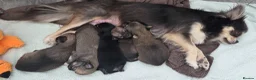 Chihuahua dogs for sale: Longhaired Blue Chihuahua pups - Advert 3