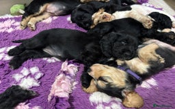 Cocker Spaniel dogs for sale: 4 stunning girl show cocker spaniels - Image 5