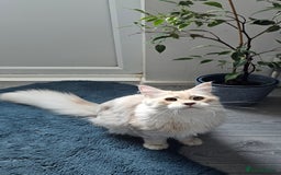 Maine Coon cats for sale: Maine Coon shaded champion lines - Image 2
