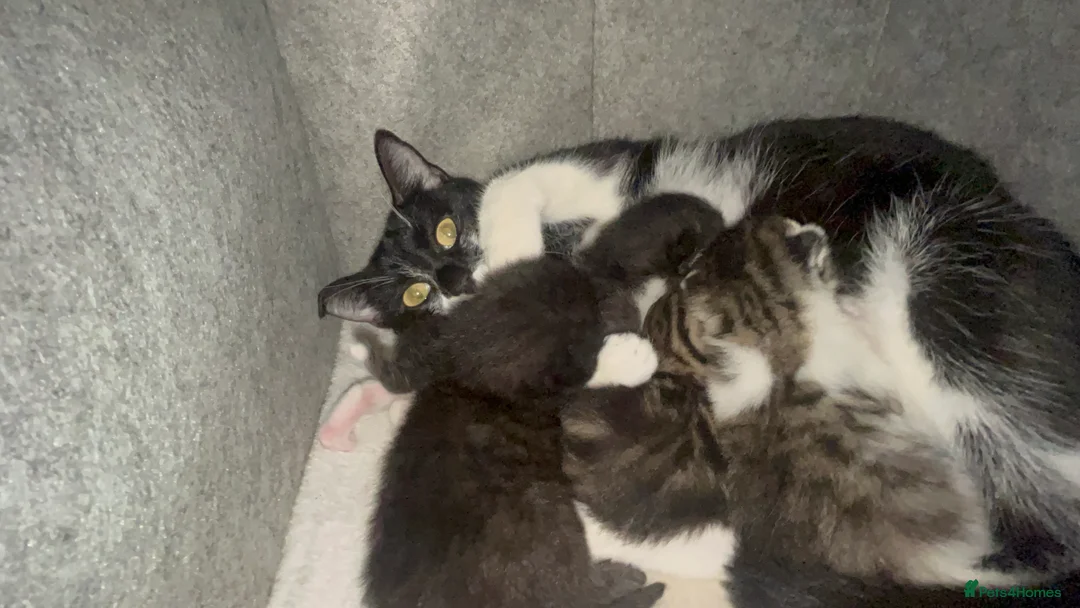 Mixed Breed cats for sale: Gorgeous tabby’s  - Advert 6