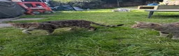 Bengal cats for sale: Bengals x 2  - Advert 7